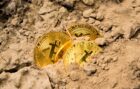 Bitcoin a földben